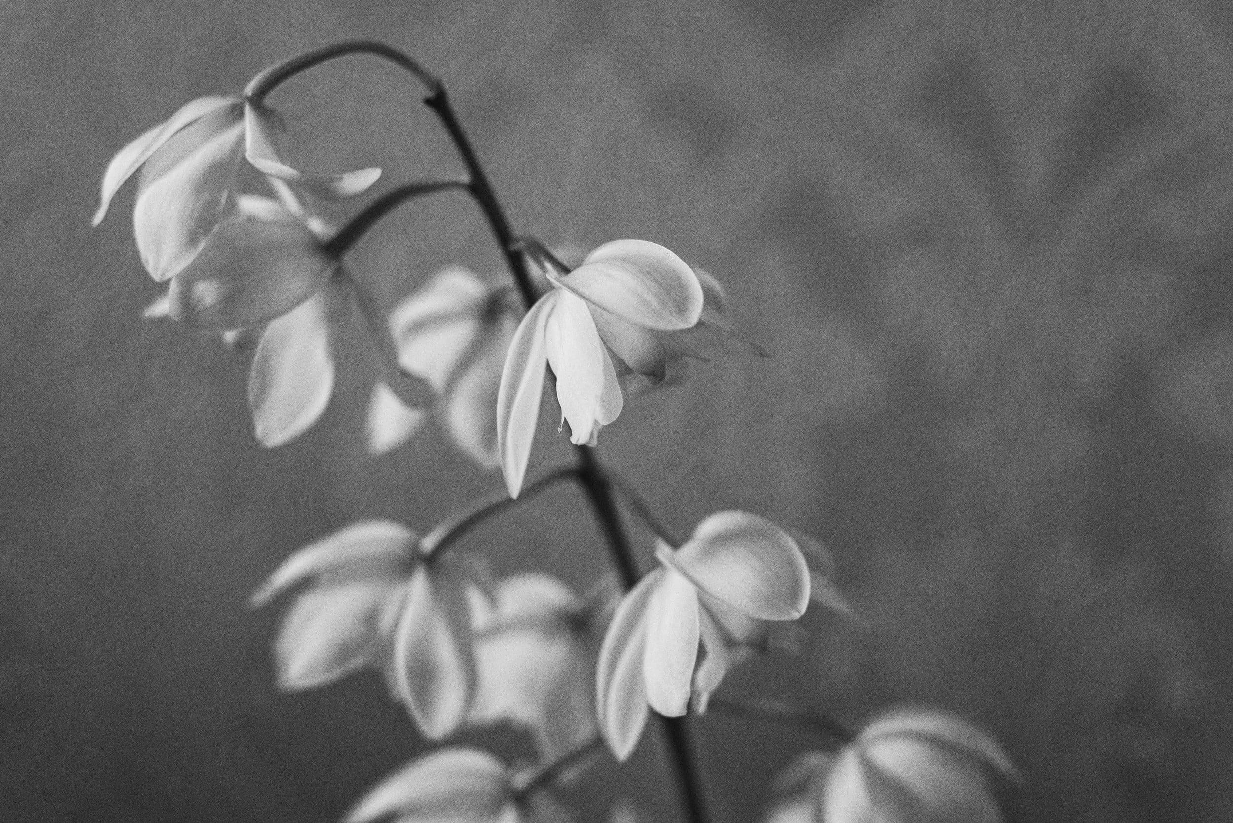 claire kelly SUm9yLyXmRU unsplash
