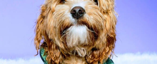 Photo of Zeke Zuckerman, a Cavapoo dog.