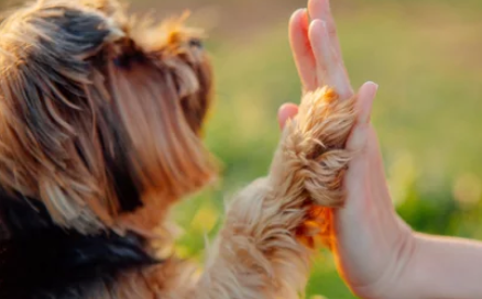 Pet Training