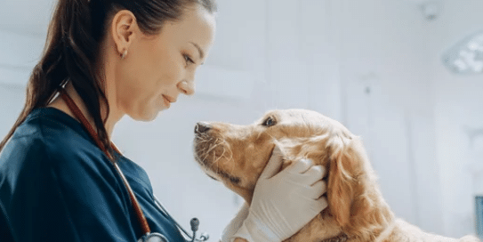 Veterinarian