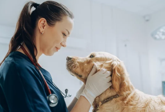Veterinarian