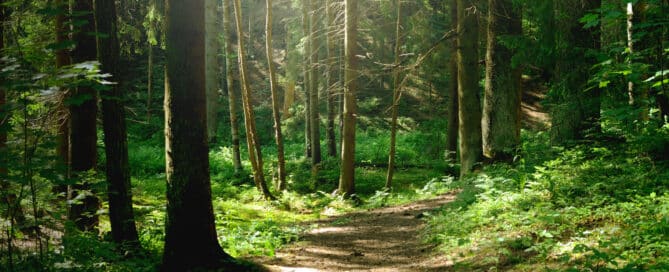 A path running through a wooded memorial forest.